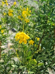 Senna