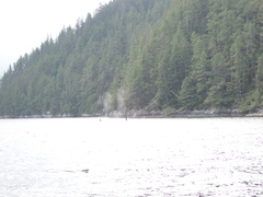 Orcinus orca