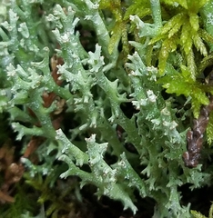 Cladonia squamosa