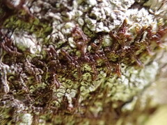 Frullania nisquallensis