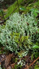 Cladonia squamosa