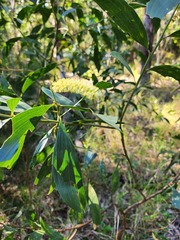 Acacia maidenii