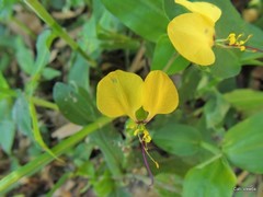 Aneilema aequinoctiale