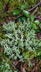 Cladonia squamosa