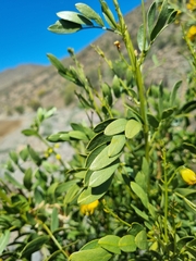 Senna