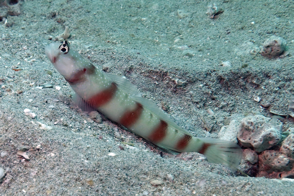 Ogasawara Shrimpgoby