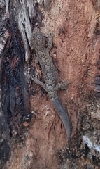 Christinus marmoratus