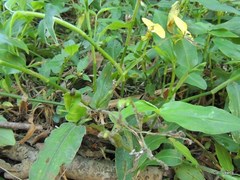 Aneilema aequinoctiale