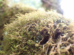 Antitrichia curtipendula