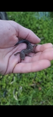 Christinus marmoratus