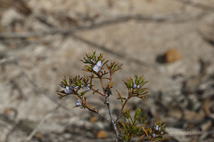 Cyanothamnus