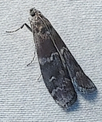 Euzophera ostricolorella