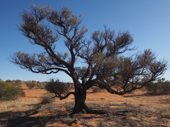 Acacia cambagei