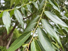 Glochidion lanceolatum