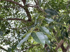Glochidion lanceolatum