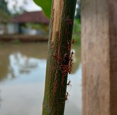 Anoplolepis gracilipes