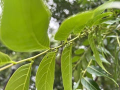 Glochidion lanceolatum