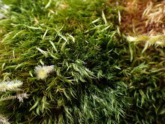Dicranum howellii