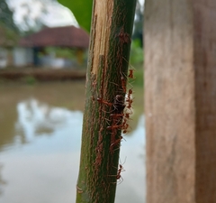 Anoplolepis gracilipes