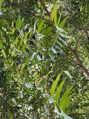 Glochidion lanceolatum