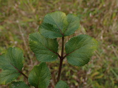 Angelica lucida