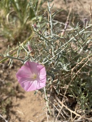 Convolvulus gortschakovii