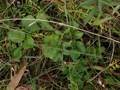 Angelica lucida