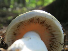 Russula crassotunicata