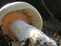 Russula crassotunicata
