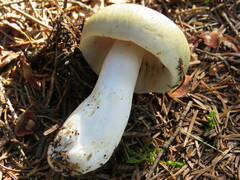 Russula crassotunicata