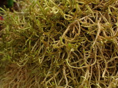 Antitrichia curtipendula