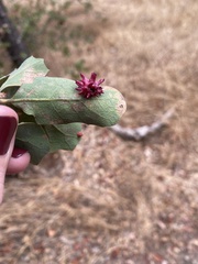 Cynips quercusechinus