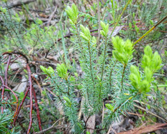 Acrotriche serrulata