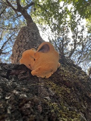 Fomitopsidaceae