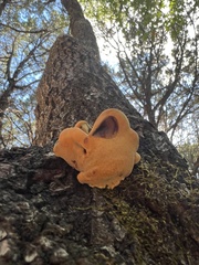 Fomitopsidaceae