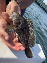 Centropristis striata