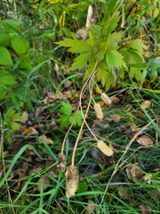 Anemone cylindrica