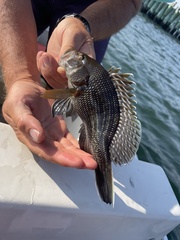 Centropristis striata