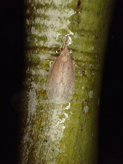 Rentinus dilatatus