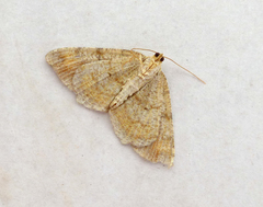 Macaria liturata
