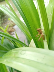 Valanga nigricornis