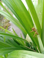Valanga nigricornis