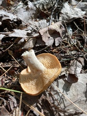 Hydnum umbilicatum