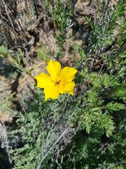 Balbisia peduncularis