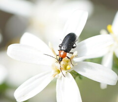 Tenebrionoidea
