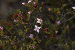 Boronia inornata