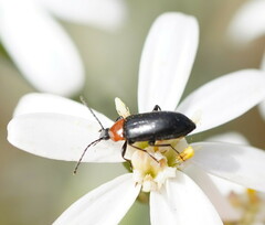 Tenebrionoidea