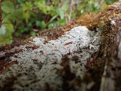 Icmadophila ericetorum
