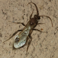 Chyphotidae