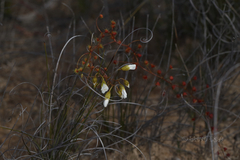 Drosera macrantha